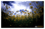 RVP100F027