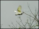 Resize of DSC_3833b