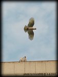 Re-exposure of Dsc_1036a
