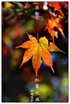 DSC_9990a2b