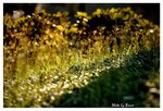 Resize of DSC_0377a