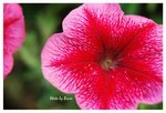 Resize of DSC_0388a
