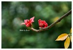Resize of DSC_0506a