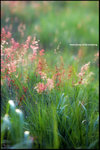 DSC_1891a2b