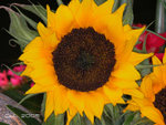 DSCN4078