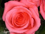 DSCN4082
