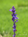 DSCN4091