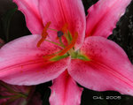 DSCN4163