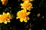 IMG_8881