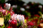 IMG_8960