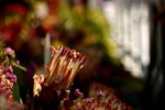 IMG_8962