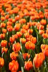 IMG_8977