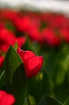 IMG_8996