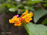 DSCN0113