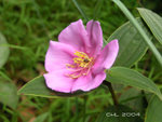 DSCN0133