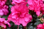 IMG_7383