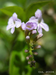 DSCN0343