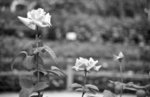 M2_Acros1016_DL4
