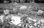 M2_Acros1017_DL4