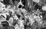M6_HP5400_50cooke32S