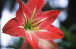 Alpa_test_12