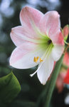 Alpa_test_13