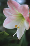 Alpa_test_14