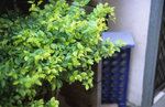 Alpa_test_5