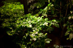 L1004190_35luxA