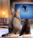 PhotoFunia_1506a