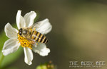 1D2_6271R