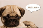 PUG_8122FS