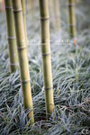 SuZhou08_247FS