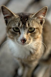 cat3