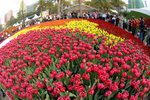 flower2