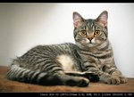 IMG_7466