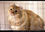 IMG_7734