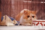 IMG_0016