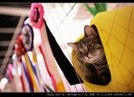 IMG_8010