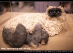 IMG_7914