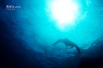 Manta Ray @ Manta Point