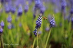 _MG_3090_1w