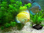 Home aquarium