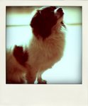 DSC00683-pola