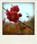 DSC00693-pola