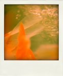 DSC08192-pola