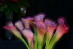 DSC_4675a