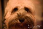CRW_9572_resize