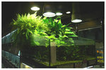 �Ȯy�C�B��pau pau aqua garden 