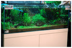 Aqua Forest